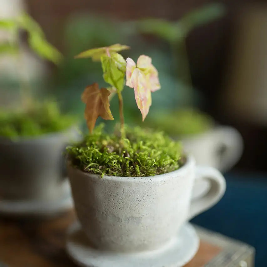 The Cottage Teacup | Concrete Planter