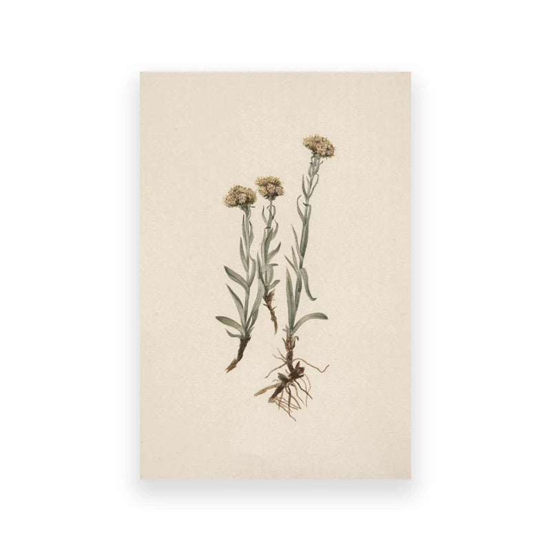 Vintage Woodland Canvas Art Collection