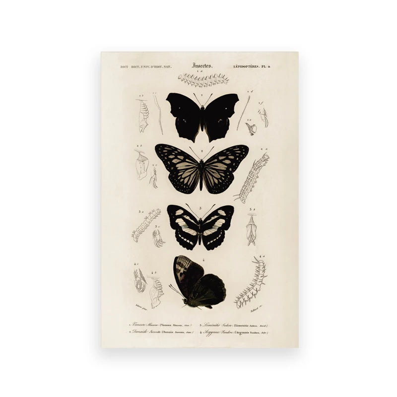 Vintage Woodland Canvas Art Collection
